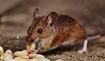 24 Hour & Emergency Exterminators in Sylmar, CA